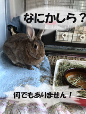 rabbit7.jpg